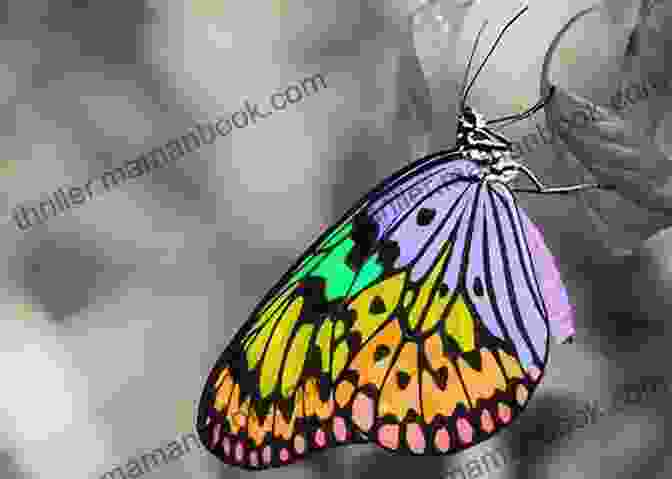 A Close Up Of A Colorful Butterfly Creatures Of The Kingdom: Stories Of Animals And Nature