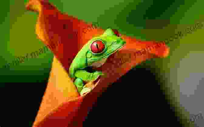 A Colorful Frog Sits On A Leaf Creatures Of The Kingdom: Stories Of Animals And Nature