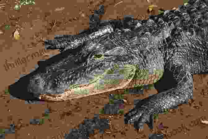 A Majestic Crocodile Basks In The Sun Creatures Of The Kingdom: Stories Of Animals And Nature