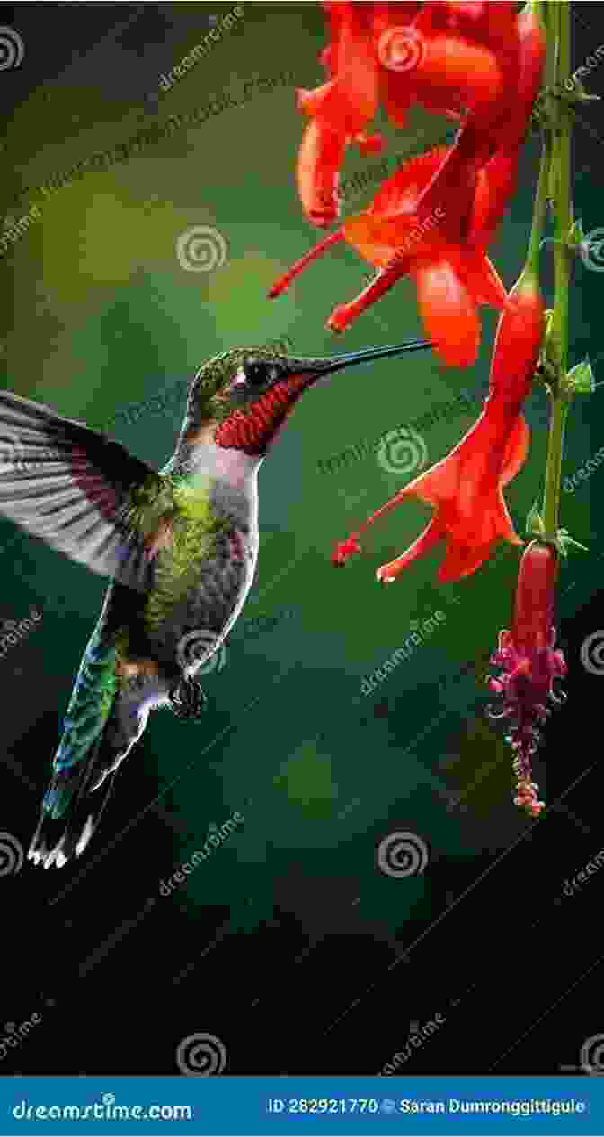 A Vibrant Hummingbird Sips Nectar From A Flower Creatures Of The Kingdom: Stories Of Animals And Nature
